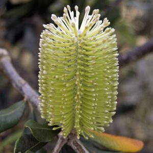 Integrifolia
