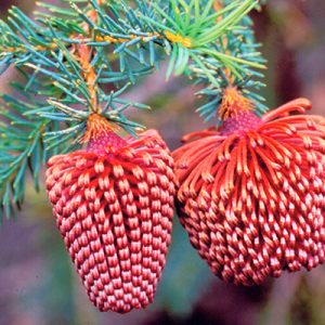 Nutans