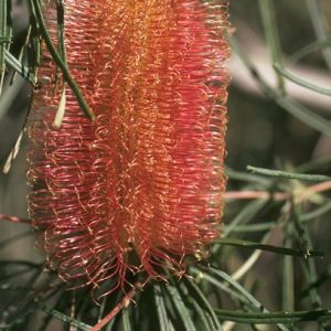 Occidentalis