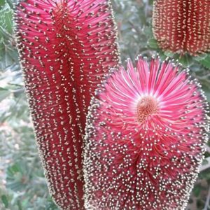 Praemorsa Red