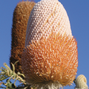 Prionotes Dwarf