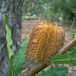 Quercifolia
