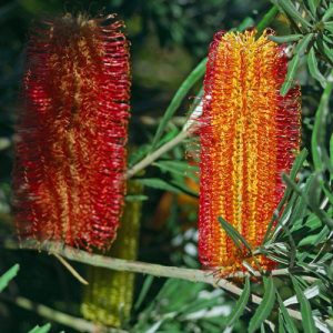 Seminuda