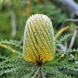 Speciosa