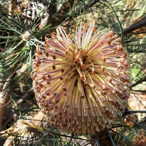 Telmatiaea
