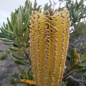 Verticillata