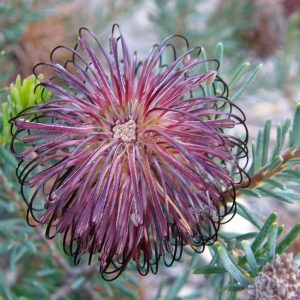 Violacea