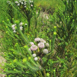 Ayoba® Albiflora