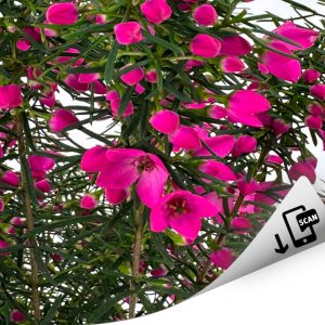 Magenta Stars®