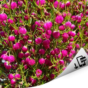 Plum Bells®
