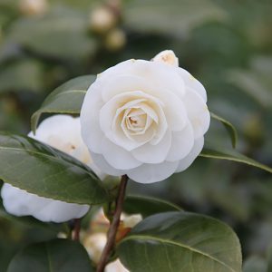 Alba Compacta