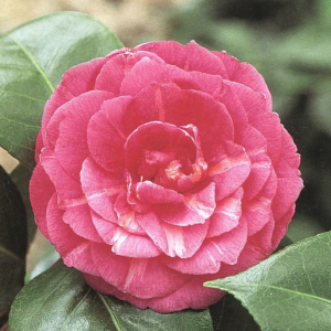 Aspasia