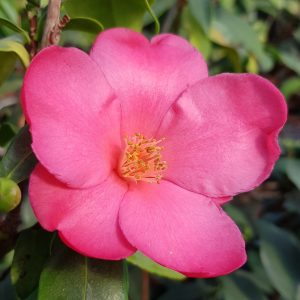 Cameli® Floria
