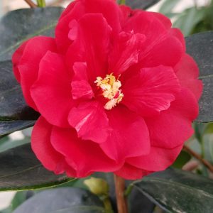 Cameli® Lady Anna