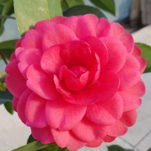 Cameli® Mrs Mara Del Grande