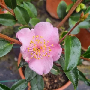 Campanella Profumata