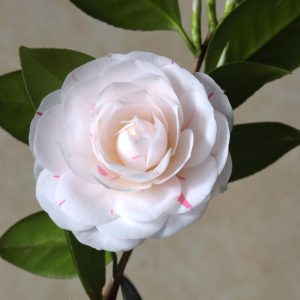 Dionisia Poniatowsky