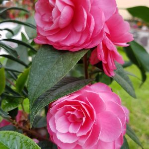 Fragrant Joy