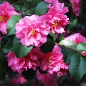 Fragrant Pink