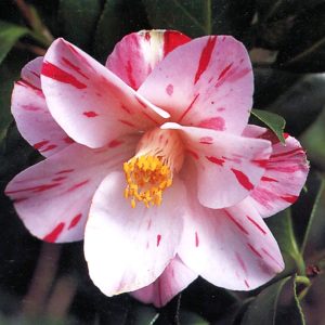 Fukurin-haru-no-utena