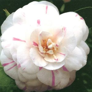 Giuseppina Savoldi