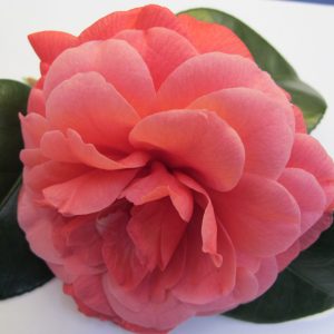 Il Gioiello