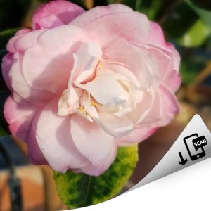 Maliflora