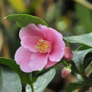 Rosaeflora
