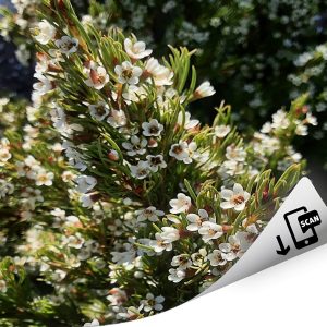 Pinnacle White MMEA® Helix