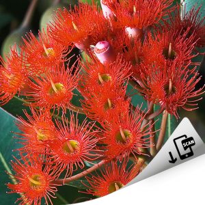 Ficifolia