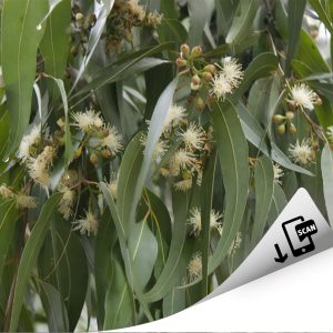 Maculata