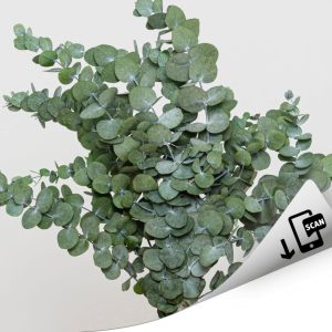 Cinerea