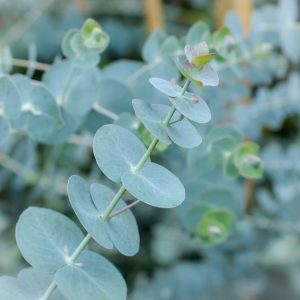 Pulverulenta