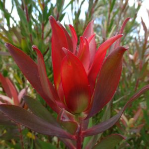 Blush of Dawn MMEA® Horo