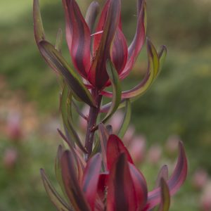 Burgundy Blaze MMEA®
