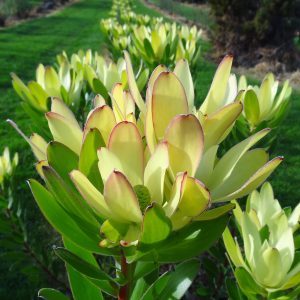 Golden Tulip MMEA® HORO
