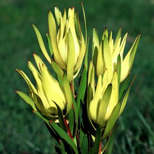 Inca Gold