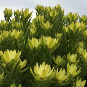 Laureolum