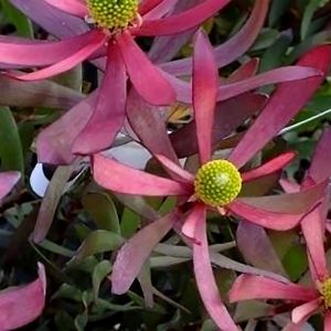 Plum Supreme MMEA® HORO