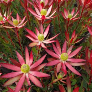 Starburst MMEA® HORO