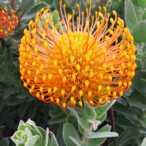 Ayoba® Orange Zest