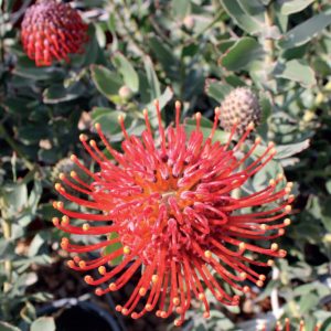 Ayoba® Red Velvet