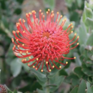 Ayoba® Rojo