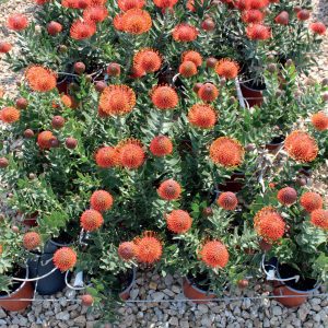 Ayoba® Tangerine Dream