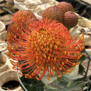 Ayoba® Tangerine Twist