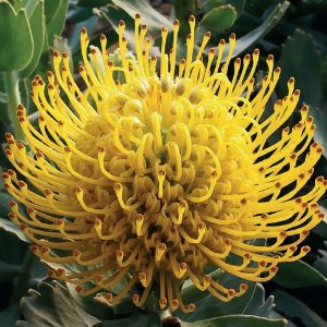 Ayoba® Yellow