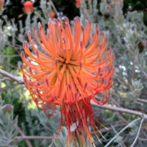 Reflexum Orange/Red