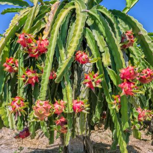 Pitaya Rossa
