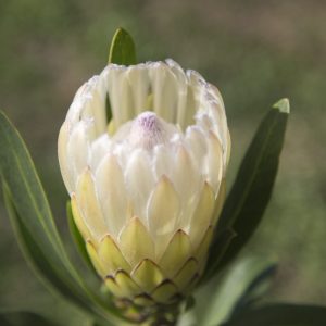 Australis® Ice