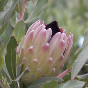 Australis® Passion